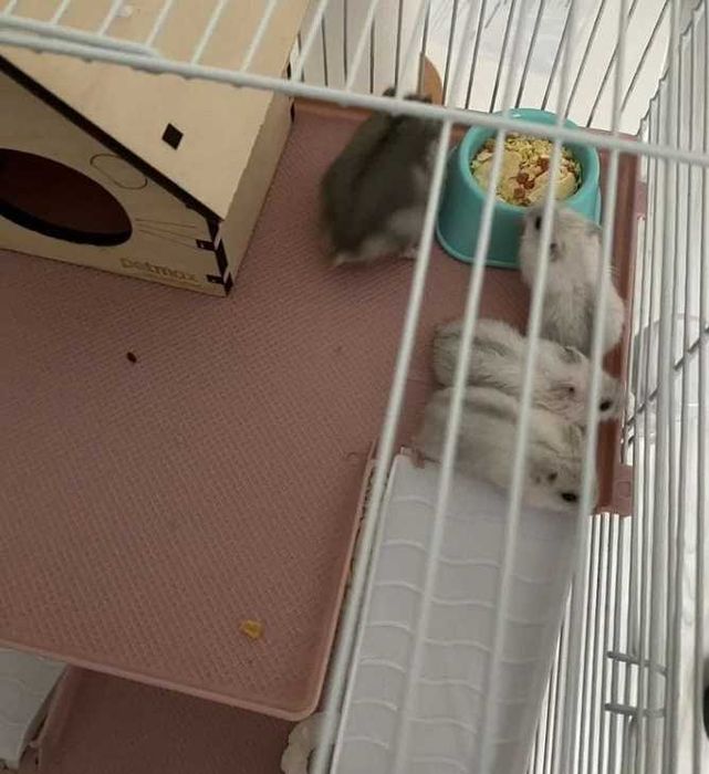 Білі джунгарські хомяки ,молодь !