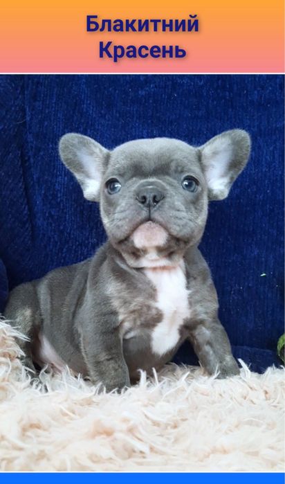 Цуценя міні хлопчик франц бульдога шикарний