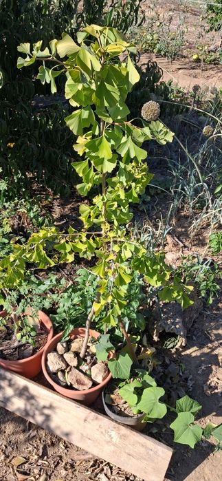 Ginkgo biloba (5 anos)