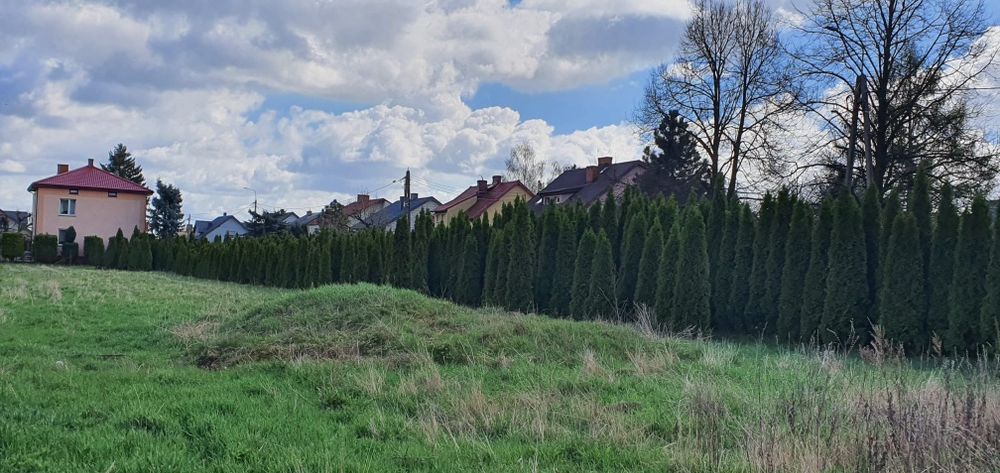 Sprzedam tuje ogrodowe