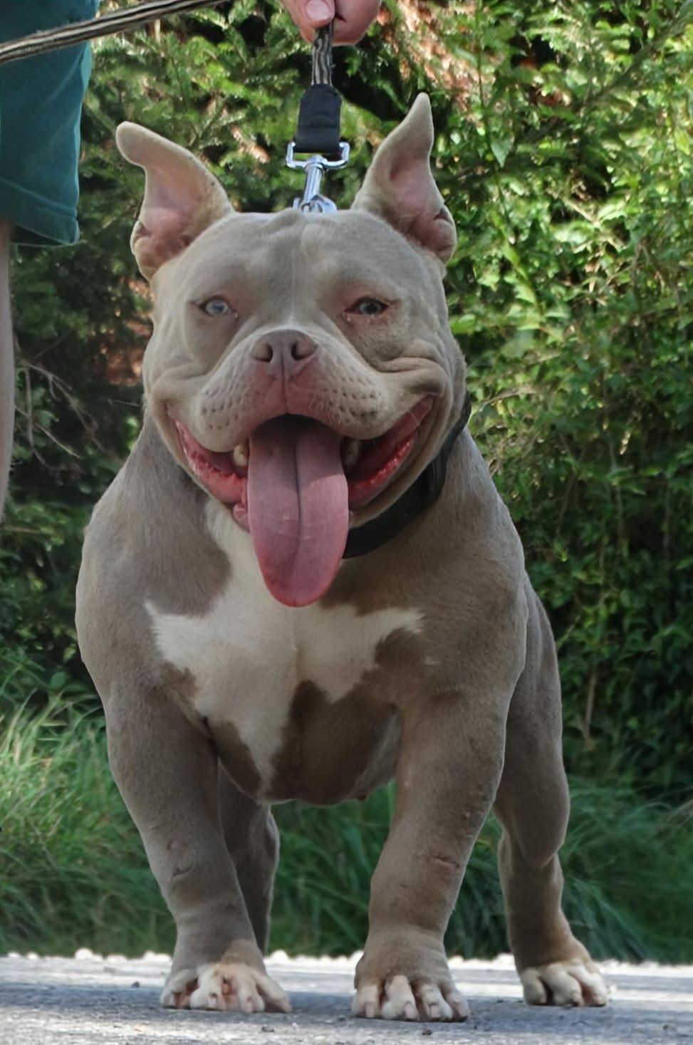 Suczka lilac tri Cowboy meets Playboy american bully