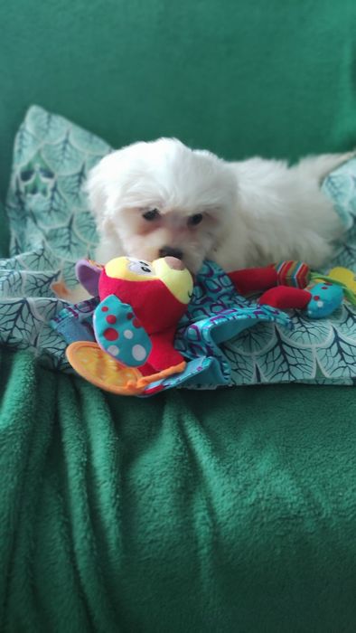 Maltipoo suczka Warszawa pudel maltańczyk