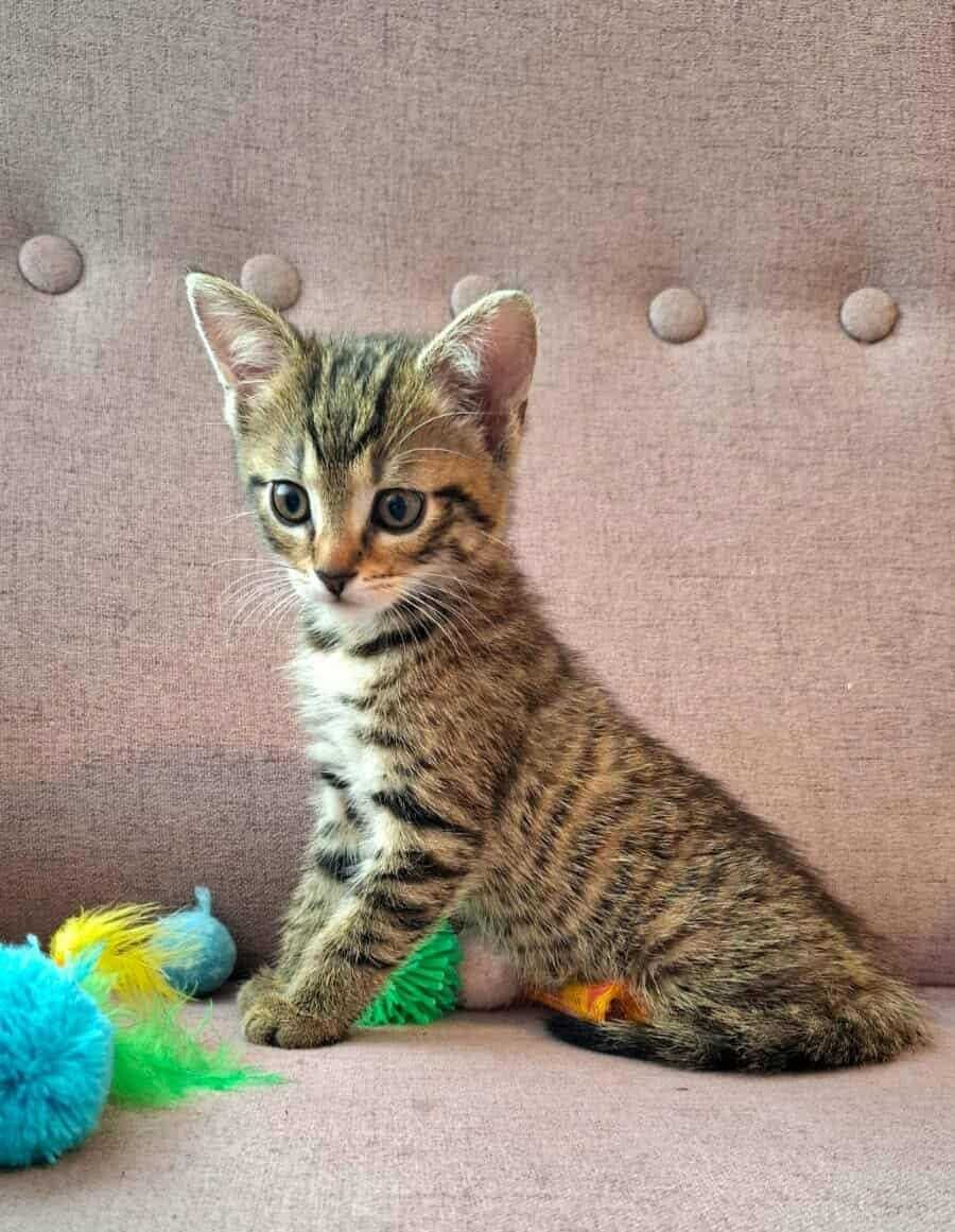 Wesoły urwis,młodziutki kotek,kociak,pręgowany kocurek do adopcji