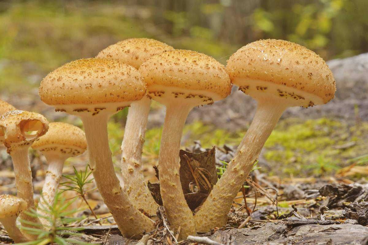 Мицелий опенка осеннего - выращиваем грибы дома