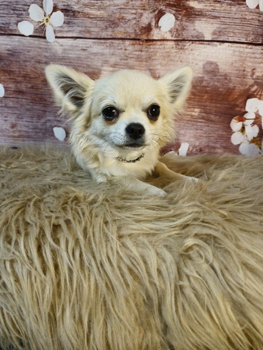 CHIHUAHUA piesek długowłosy ZKwP (FCI)