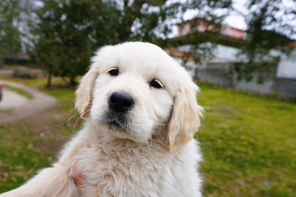 Golden Retriever com LOP e Afixo