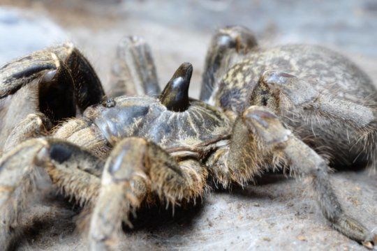 Рогатый паук Ceratogyrus darlingi самка