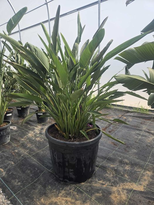 Strelitzia reginae – Strelicja królewska