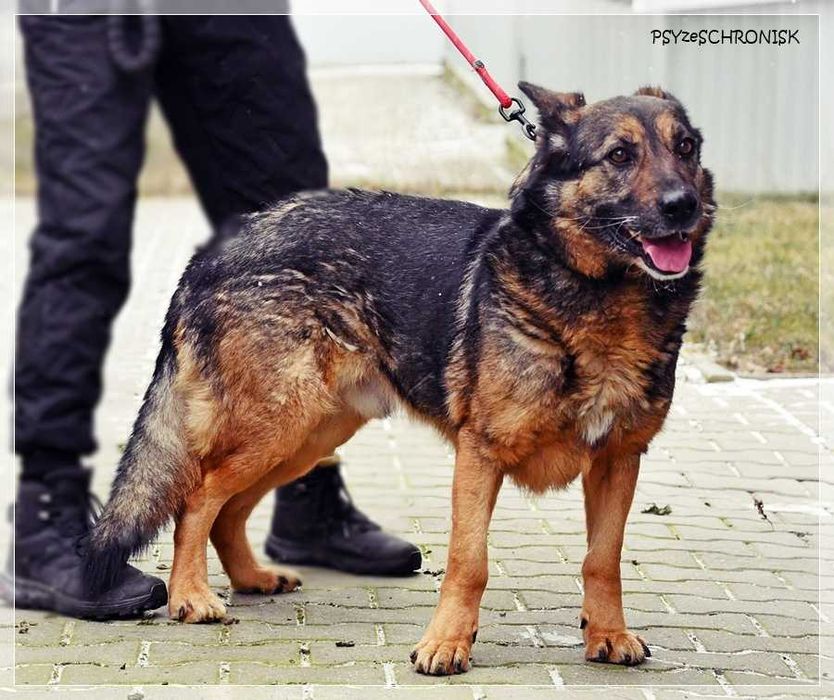 Niuniek - wesoły kundelek szuka szansy na nowy dom