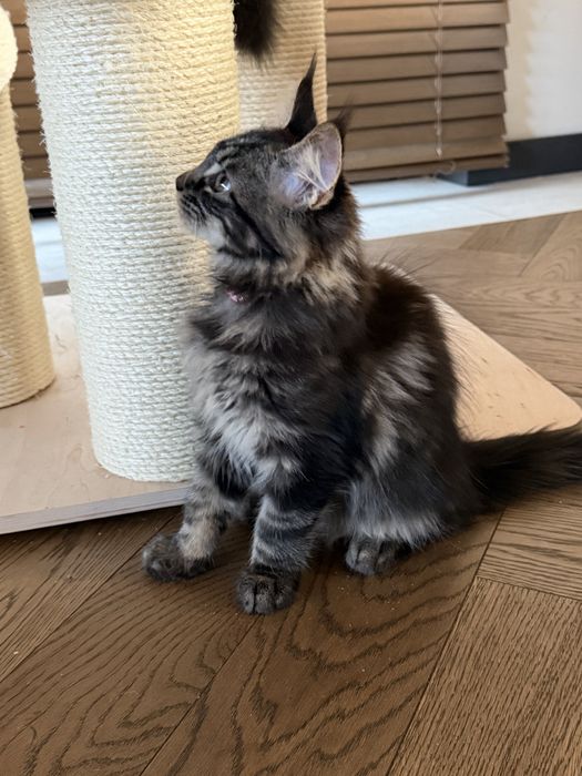 Piękna kotka Furia Maine Coon