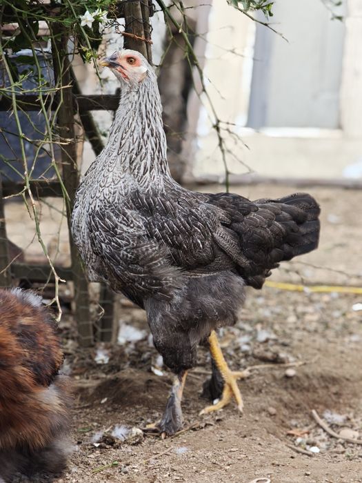 Casal x brahmas jovem