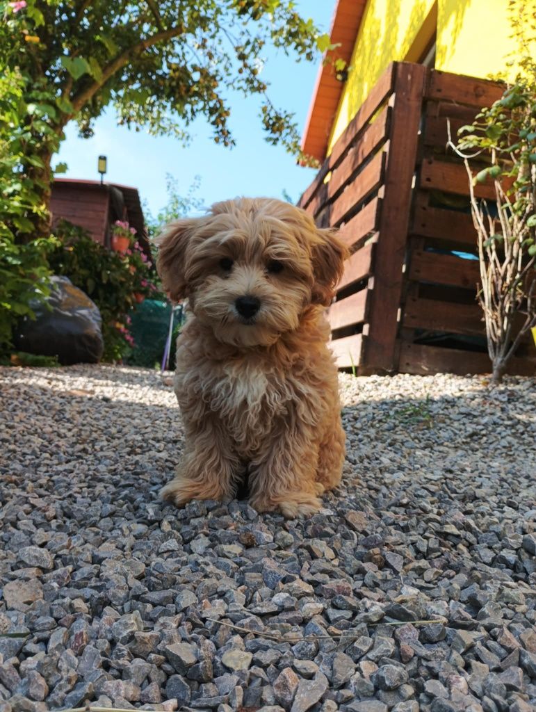 Piesek maltipoo _