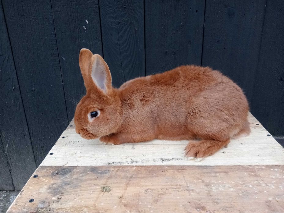 Króliki nowozelandzki czerwony