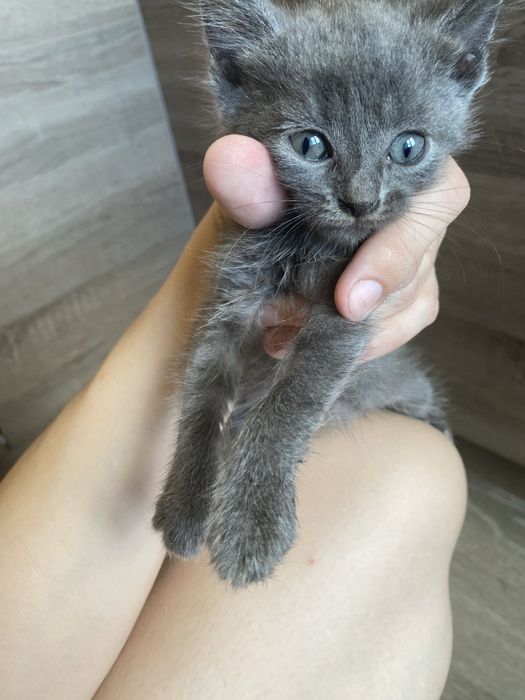 Кошенята у добрі руки