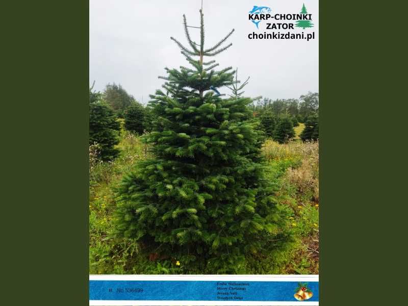 Jodła kaukaska cięta 1. KLASA 180-260cm