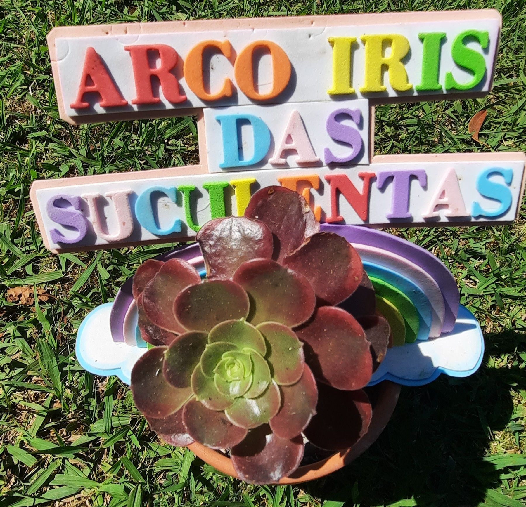 Suculentas - desde 3€