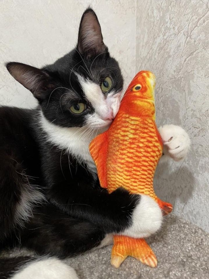 Игрушка рыба,мышка для кота