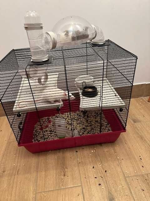 Sprzedam dwa szczury