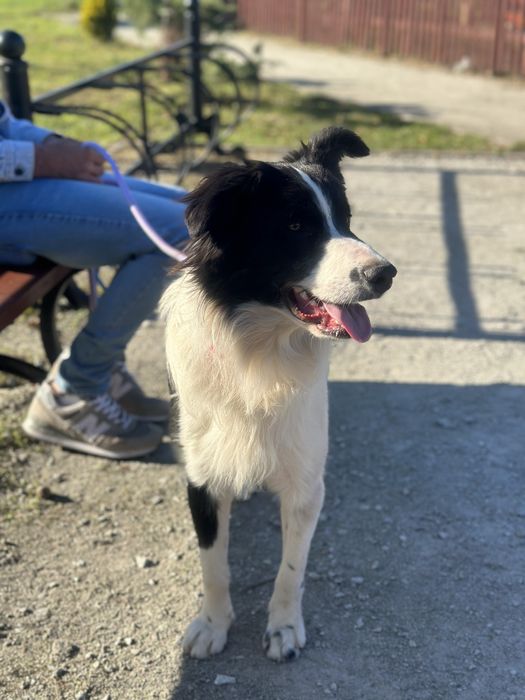 Pies border collie 10 miesięcy czarno biały