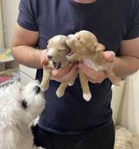 Vip top maltipoo