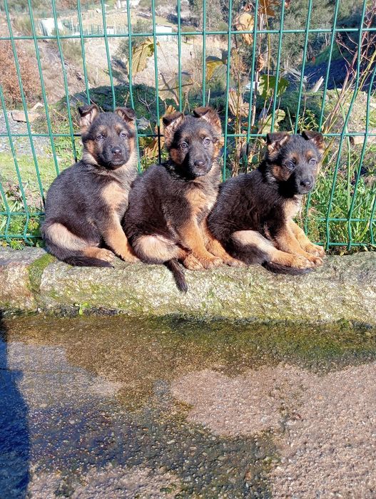 Pastor alemão   cachorro