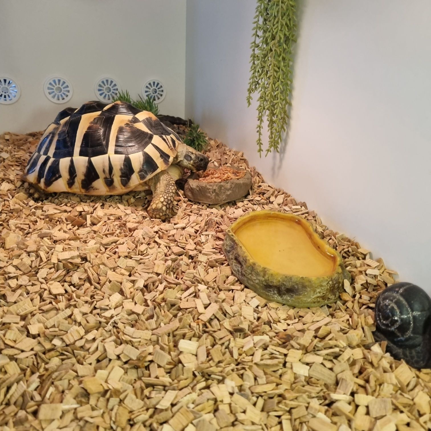 Terrarium dla żółwia bardzo duże, gotowe do zamieszkania!