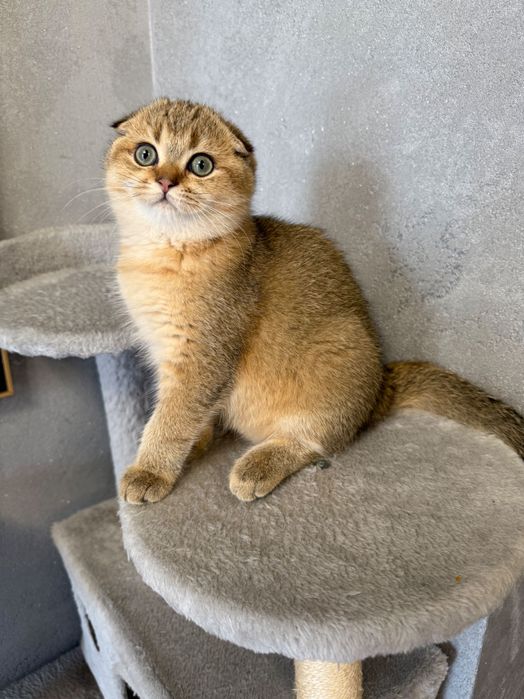 Zwisłoucha szkocka szynszyla