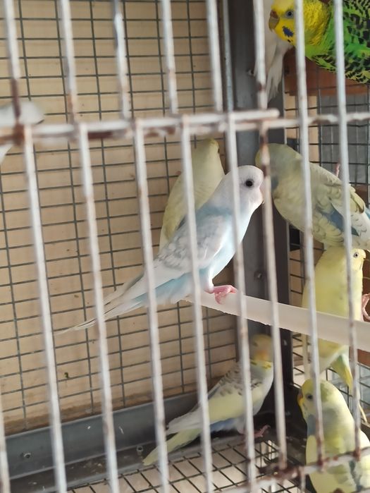 Cedo lote de periquitos australianos