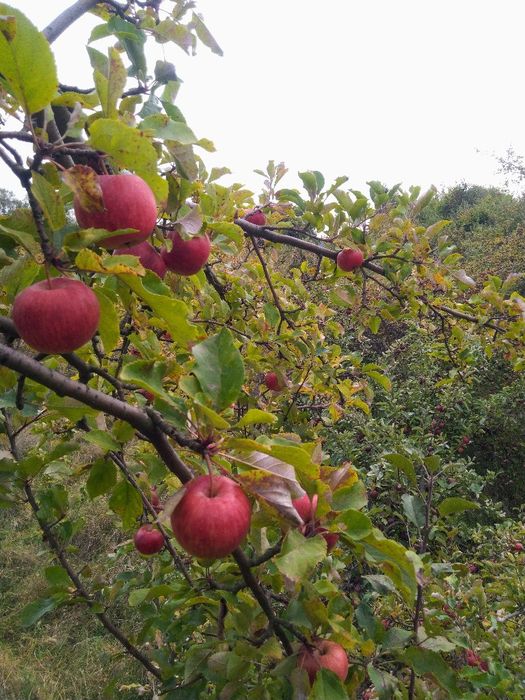 Pyszne i soczyste jabłka z natury