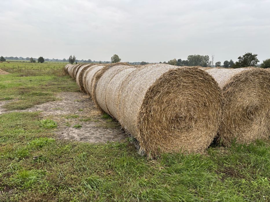 Sloma bele 150 cm
