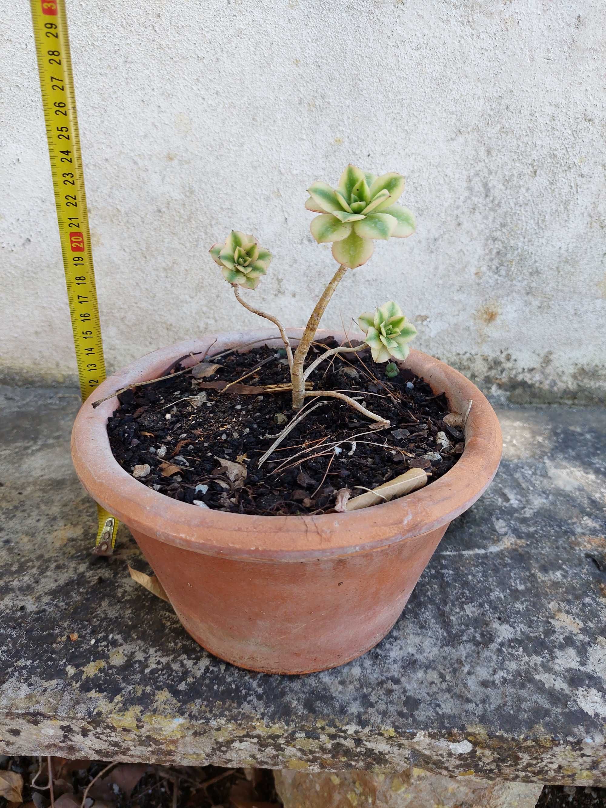 Aeonium Florence