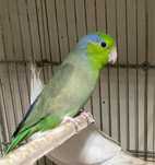 Forpus macho disponivel
