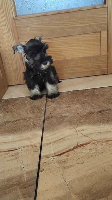 Sznaucer miniaturowy śliczna suczka