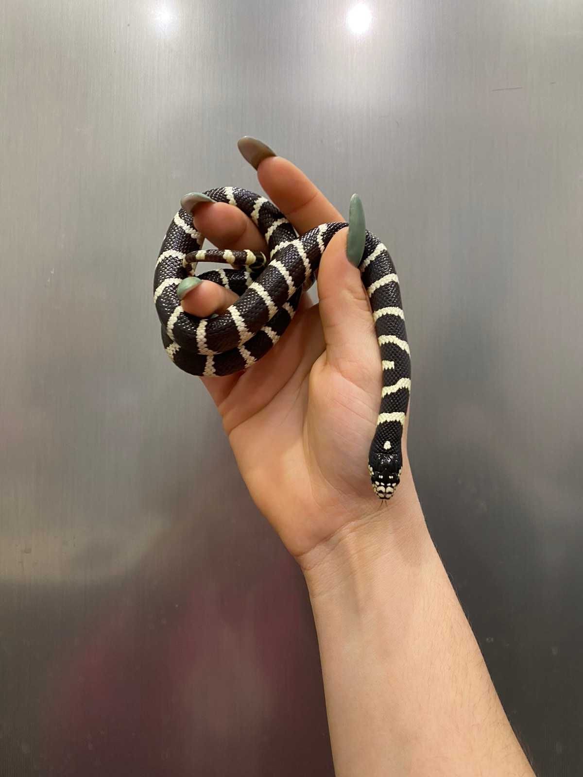 черно белая калифорнийская королевская змея - ручныедомашние змеи