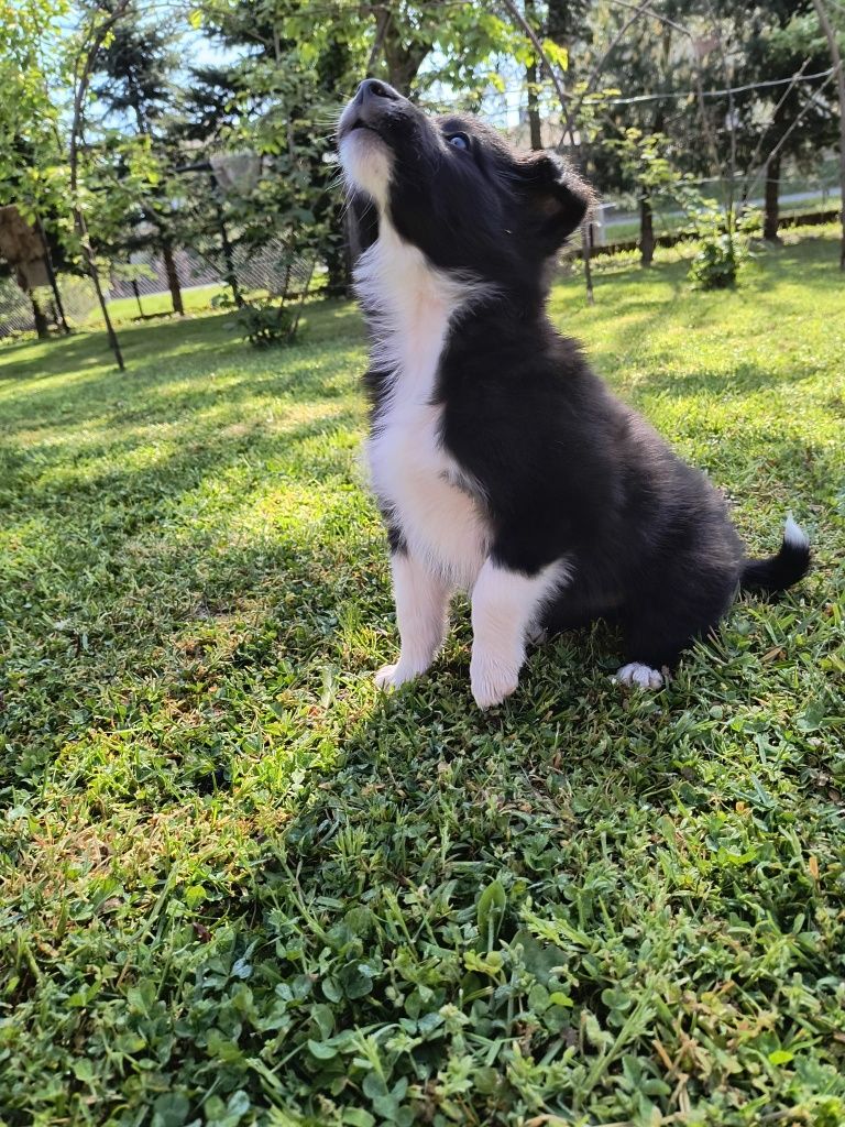 Suczka Border Collie czarno-biała