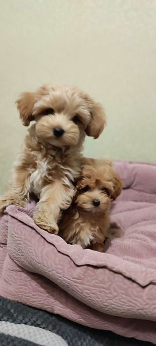 Мальтіпу ф1, міні хлопчики