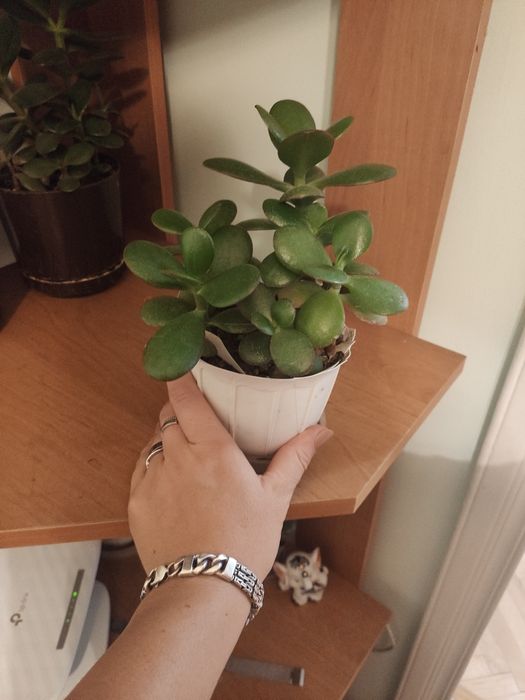 Грошове дерево рослина