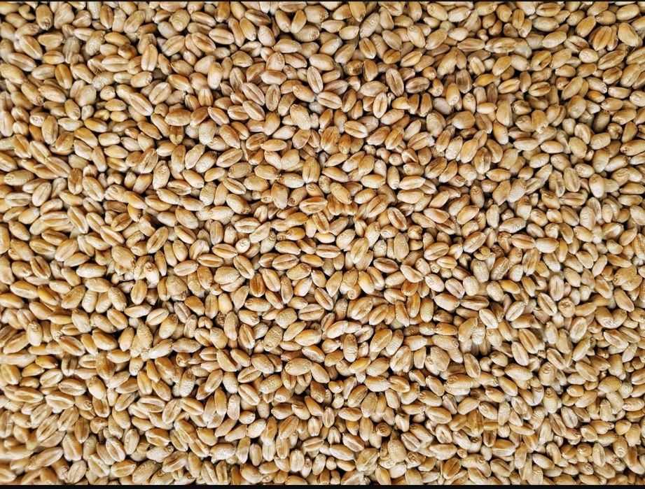 Przenica Big Bag  2025rok