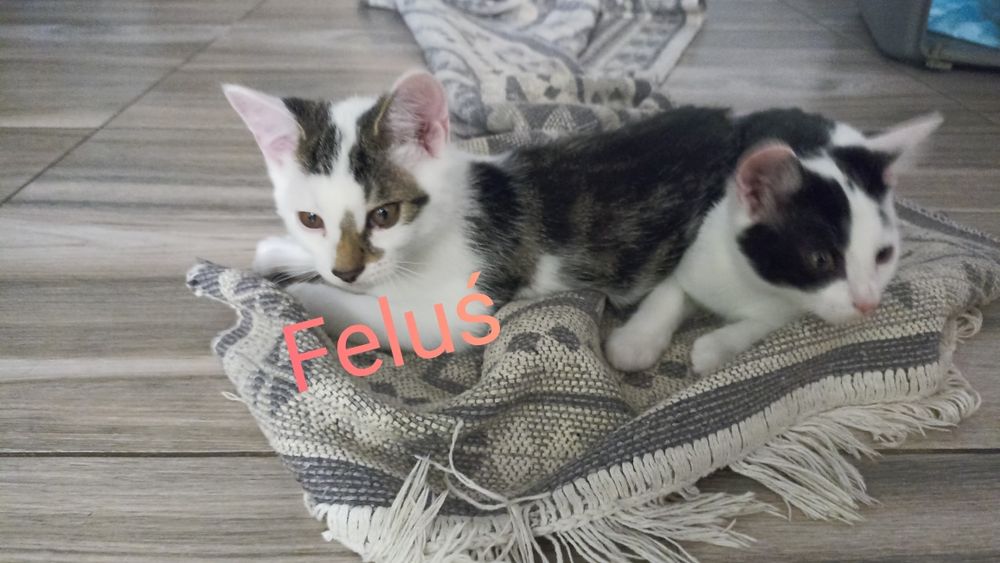 Kocięta szukają domu