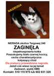 Zaginęła kotka - nagroda