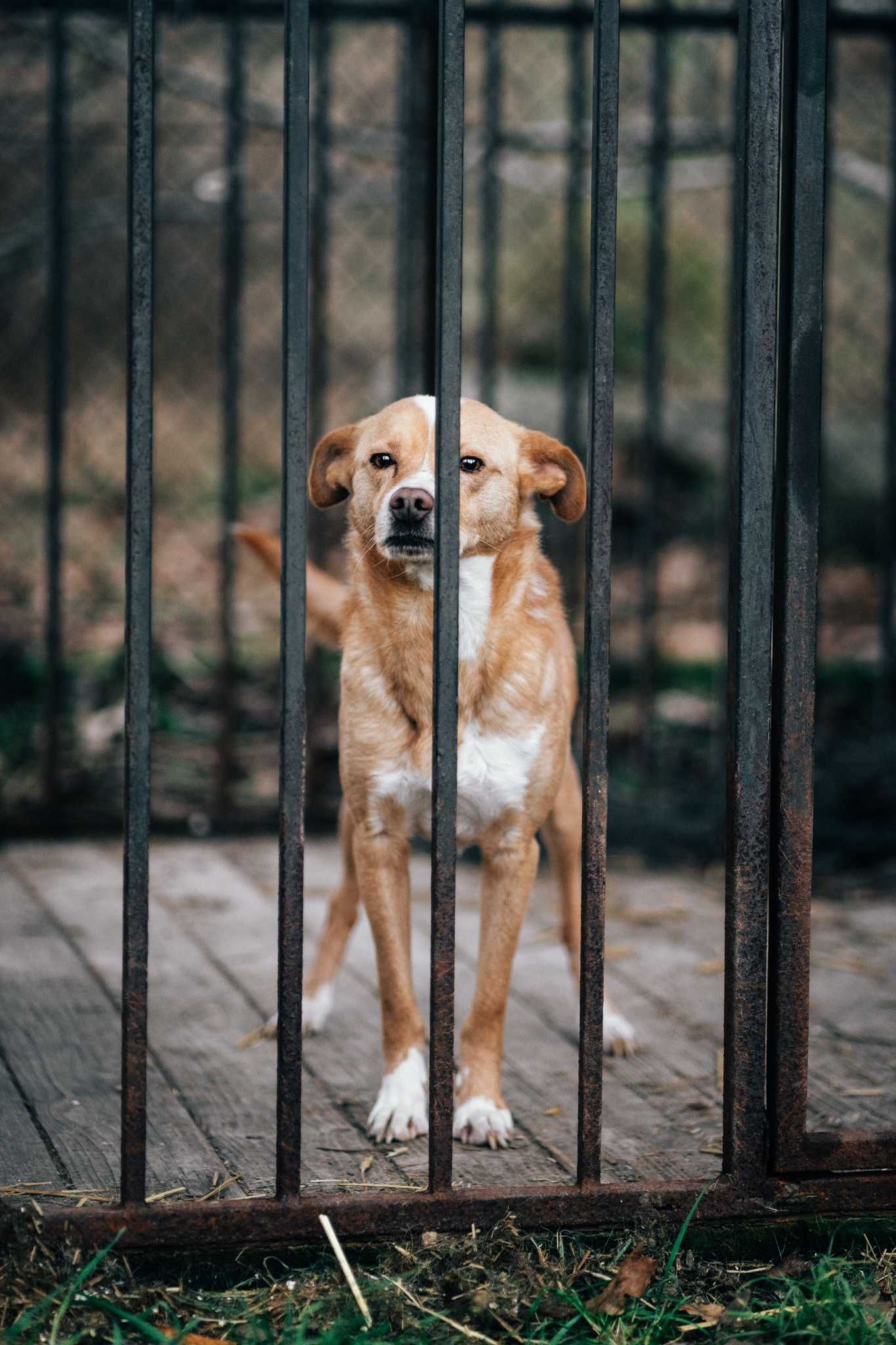Tokio - piękny pies do adopcji
