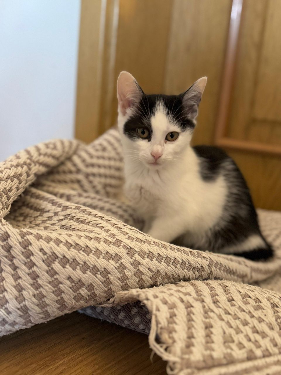Przekochana maleńka koteczka do adopcji