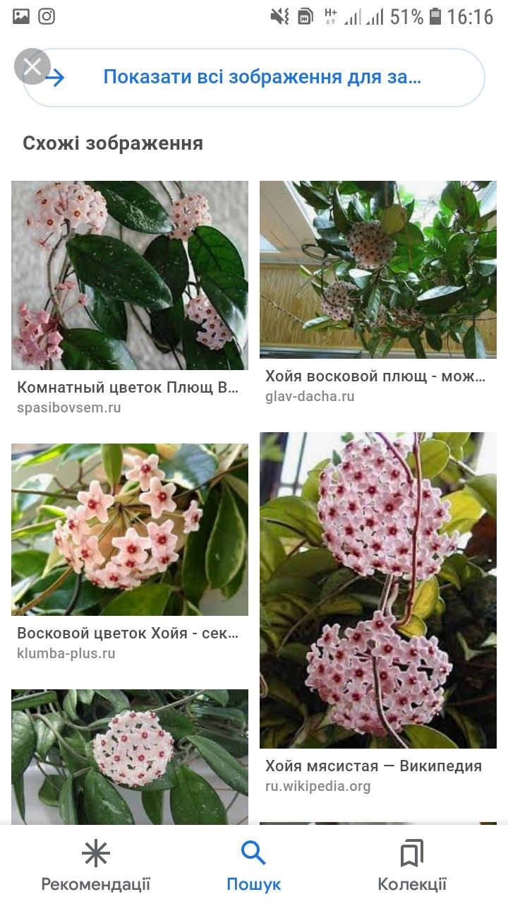 продам Хойя карноза