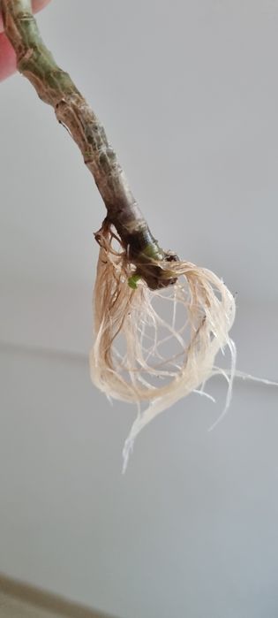 Sadzonka kwitnącego na rózowo kwiata z mojego parapetu