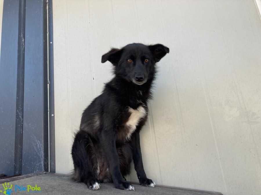 Młoda sunia FAJERWERKA szuka domku!