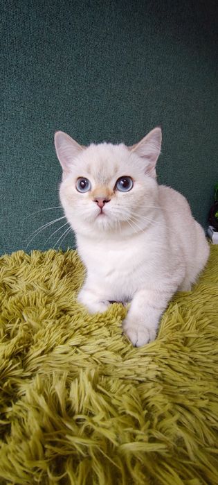 Szkocka koteczka szynszyla point wcf