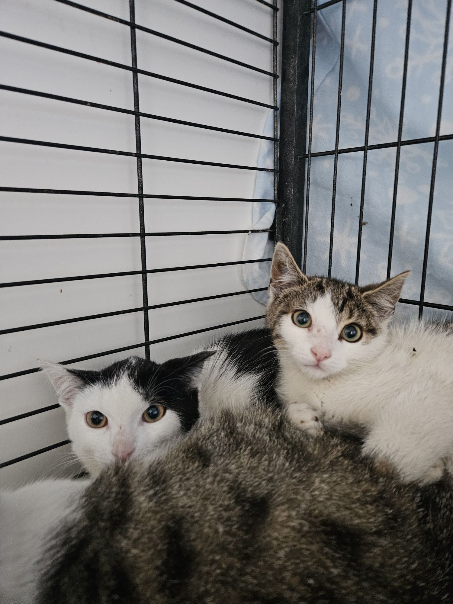 Kotki do adopcji, kot, kotek, kotka
