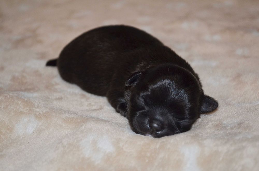 chihuahua piesek czarny ZKwP/FCI