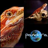 Бородатая агама Pogona vitticeps 1.