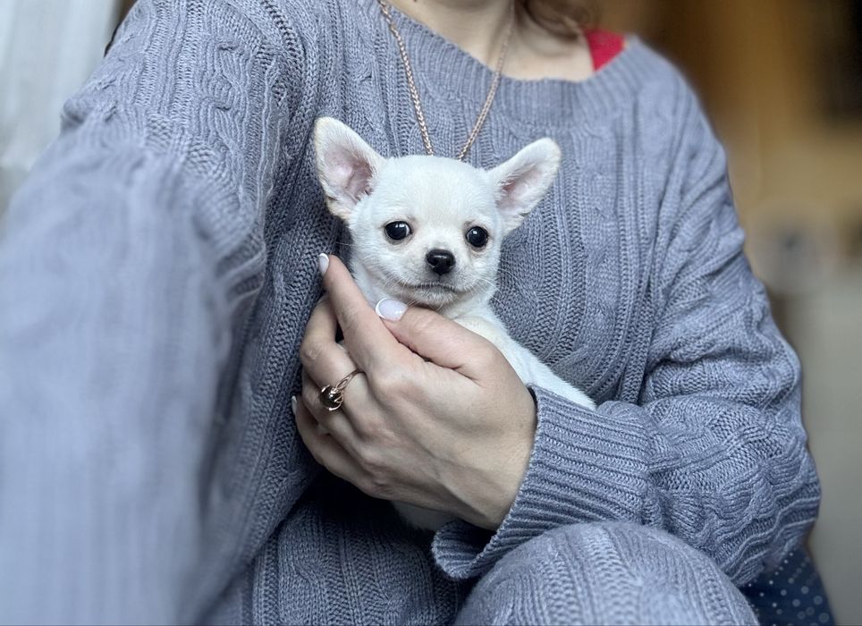 Маленький красень! КСУ